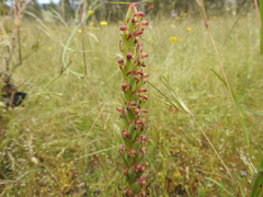 Disa bracteata