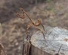 Pseudovates chlorophaea