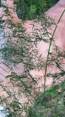 Asparagus setaceus
