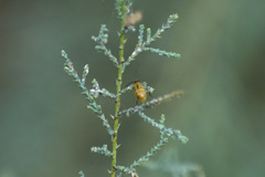 Diabrotica balteata