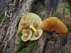 Pholiota subsulphurea
