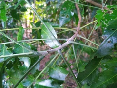 Ganophyllum falcatum