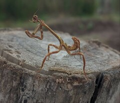 Pseudovates chlorophaea