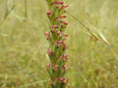 Disa bracteata