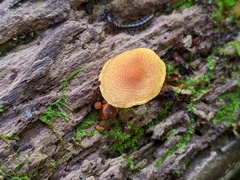 Pholiota subsulphurea