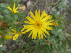 Heterotheca villosa