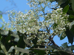 Flindersia schottiana
