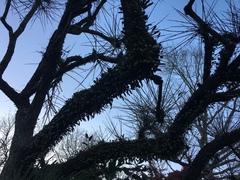 Pyrrosia eleagnifolia