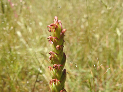 Disa bracteata
