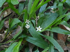 Flindersia schottiana