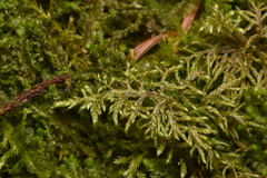 Thuidium