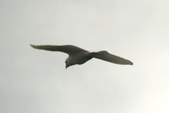 Cacatua tenuirostris