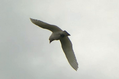 Cacatua tenuirostris