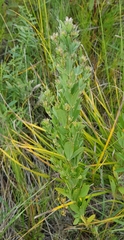 Lespedeza daurica