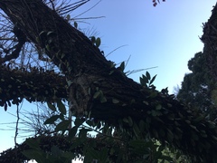 Pyrrosia eleagnifolia
