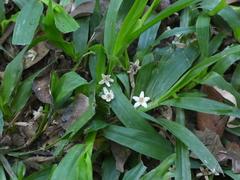 Flindersia schottiana