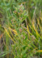 Lespedeza daurica