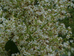 Flindersia schottiana