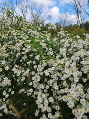 Boltonia asteroides