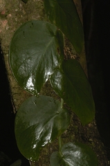 Monstera spruceana