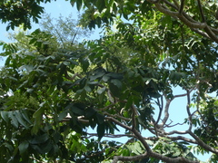 Flindersia schottiana