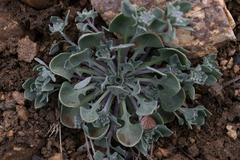 Physaria vitulifera