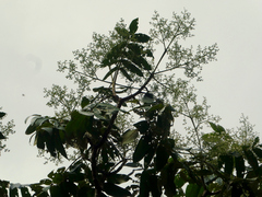 Flindersia schottiana