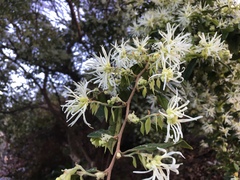 Loropetalum chinense