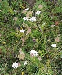 Kitagawia terebinthacea