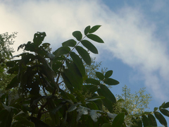 Flindersia schottiana