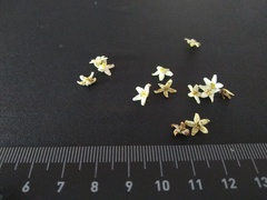 Flindersia schottiana