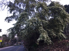 Loropetalum chinense