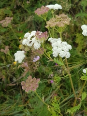 Kitagawia terebinthacea