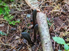 Geoglossum difforme