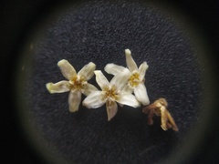 Flindersia schottiana