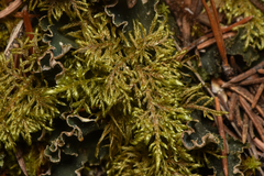 Thuidium