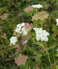 Kitagawia terebinthacea