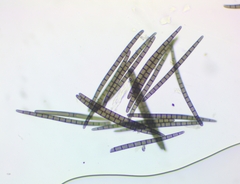 Geoglossum difforme