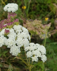 Kitagawia terebinthacea