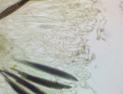 Geoglossum difforme