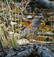 Junco hyemalis caniceps