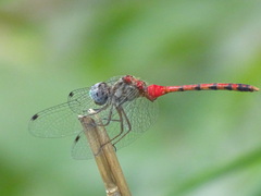 Sympetrum ambiguum