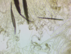 Geoglossum difforme