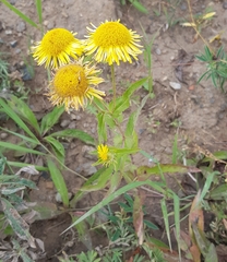 Pentanema britannica