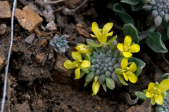 Physaria vitulifera