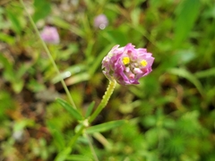 Polygala sanguinea