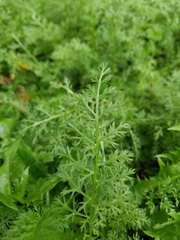 Artemisia annua
