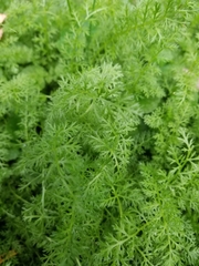 Artemisia annua