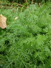 Artemisia annua