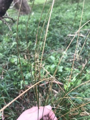 Juncus pallidus